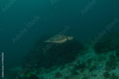 Hawksbill sea turtle at the Sea of the Philippines 