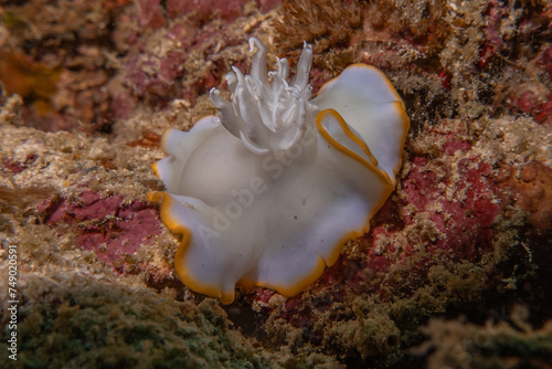 Sea slug at the Sea of the Philippines 