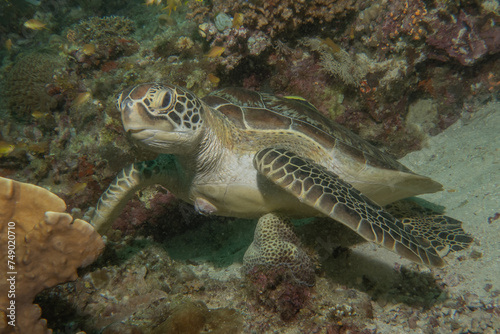 Hawksbill sea turtle at the Sea of the Philippines
 photo