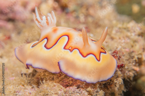 Sea slug at the Sea of the Philippines  © yeshaya