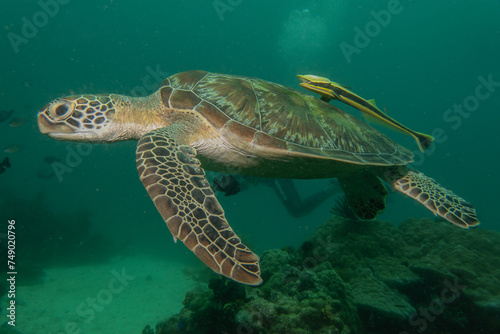 Hawksbill sea turtle at the Sea of the Philippines
 photo