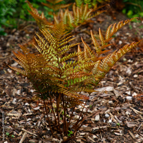 Fotografie Closeup of the copper red new leaf growth of the Japanese Shield Fern  garden plant Dryopteris erythrosora prolifica