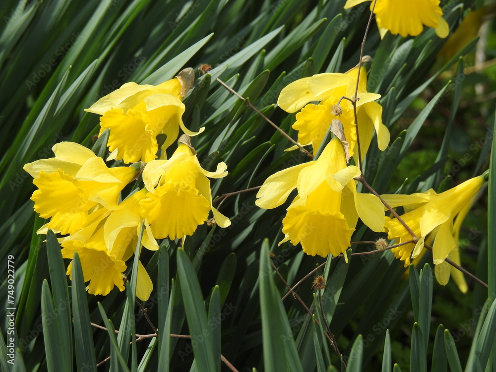 Wild yellow daffodils bloomed in Sussex County, Delaware. Wild yellow daffodils bloomed in Sussex County, Delaware.