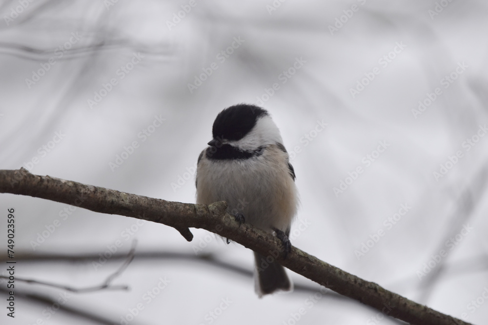 Naklejka premium La Plaine 1 Mars 2024