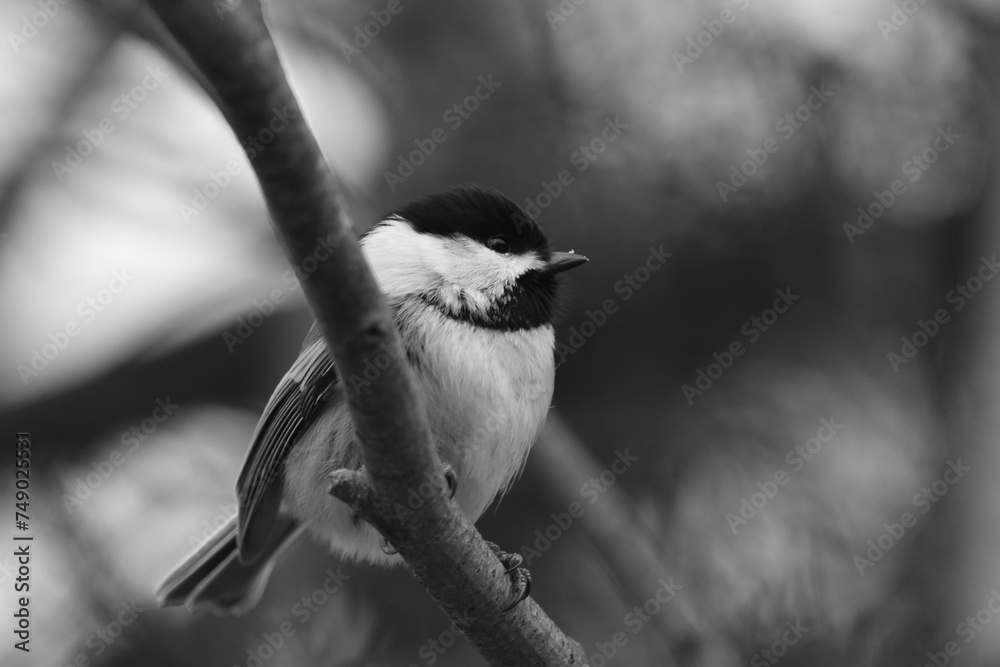 Fototapeta premium La Plaine 1 Mars 2024