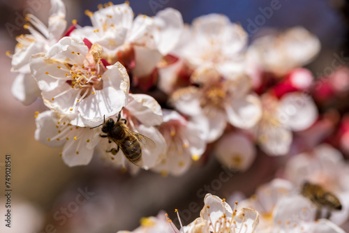 Cherry blossom branch and bee collecting nectar, selective focus. Beautiful background blur
