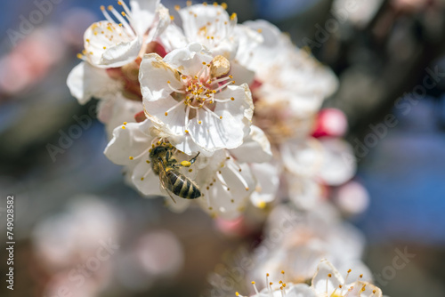Bees collect nectar from cherry blossoms. Selective focus, beautiful background blur