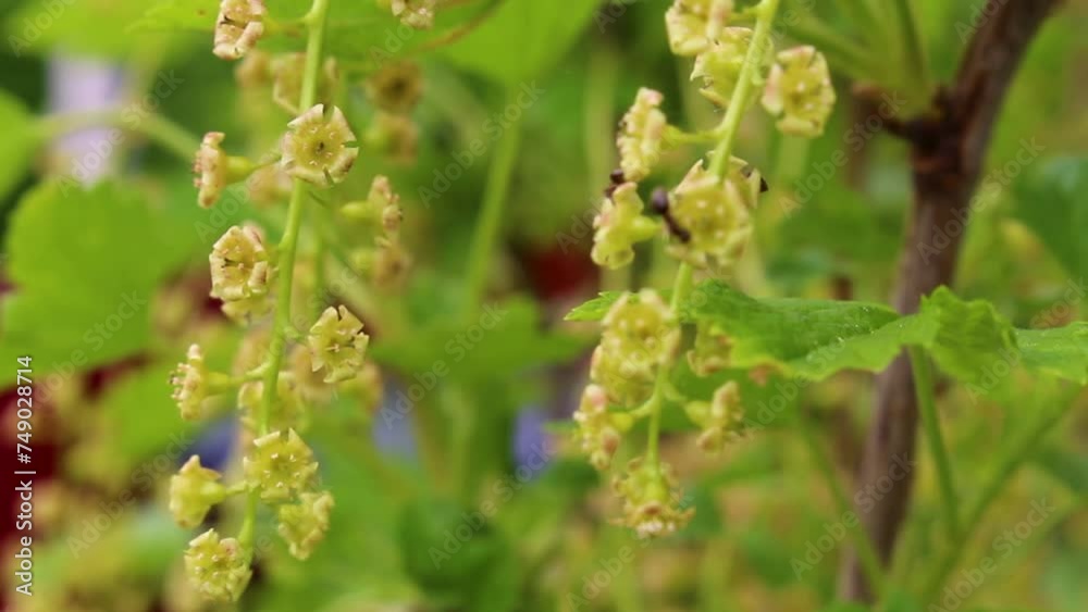 Black ants climb on branches and leaves Plant in Germany. Black ants climb on branches and leaves Plant in Germany.