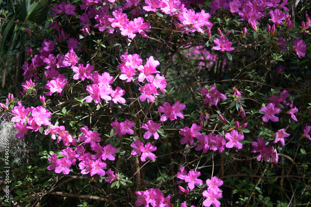 Fototapeta premium Azaleas blooming in the sunshine at the Ravine Gardens State Park