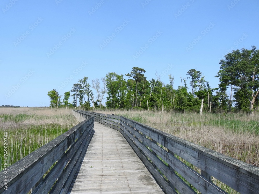Visitors enjoy the beautiful wetland scenery, while hiking the boardwalk trail that loops through the marsh. Prime Hook National Wildlife Refuge, Sussex County, Delaware.  