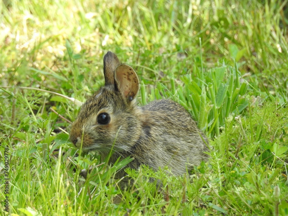 A young eastern cottontail rabbit with a tick in its ear. Prime Hook National Wildlife Refuge, Sussex County, Delaware. A young eastern cottontail rabbit with a tick in its ear. Prime Hook National Wildlife Refuge, Sussex County, Delaware.