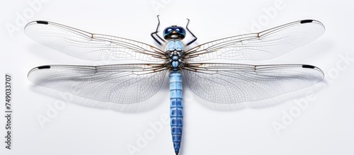 A blue dragonfly of the Platycnemis pennipes species is perched on top of a white surface. Its intricate wings and delicate white legs are prominently displayed against the clean backdrop.