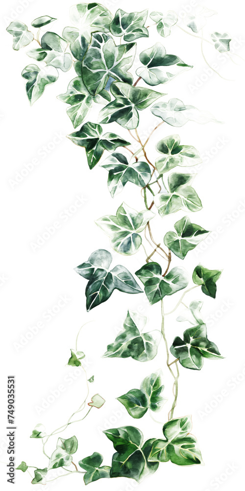 Elegant Watercolor Ivy Illustration - Transparent Background