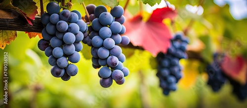 A close-up of clusters of ripe grapes hanging from a vine in September, with a shallow depth of field capturing the detail and texture of the fruit.