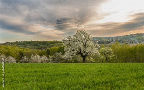 Obraz na płótnie Coloring blooming tree against the background of the setting sun among the fields and hills of Poland Subcarpathia w salonie