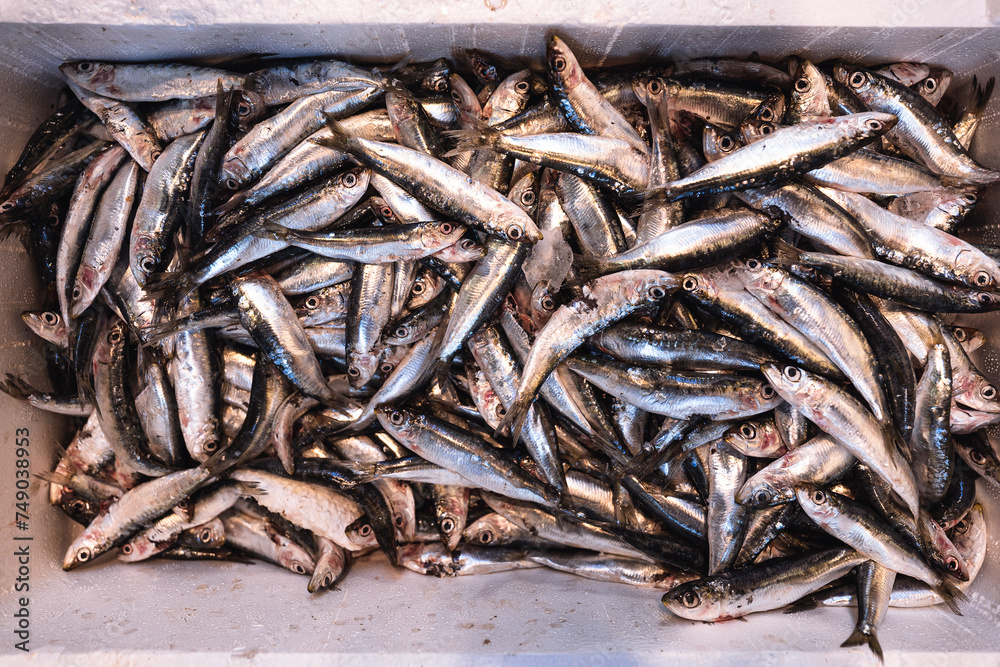 Seafood backdround. Fresh fish, sardines, freshly caught, on ice on the seafood market counter, in a crate. Set of fresh natural raw fish pattern. fish bottom texture. top view Seafood backdround. Fresh fish, sardines, freshly caught, on ice on the seafood market counter, in a crate. Set of fresh natural raw fish pattern. fish bottom texture. top view