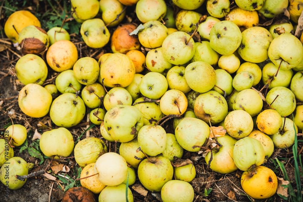 rotten yellow and green apples used as a food for animals and horses. zero waste concept. apples on the grass. gardening in agriculture. Harvest of apples on a plantation in the garden rotten yellow and green apples used as a food for animals and horses. zero waste concept. apples on the grass. gardening in agriculture. Harvest of apples on a plantation in the garden