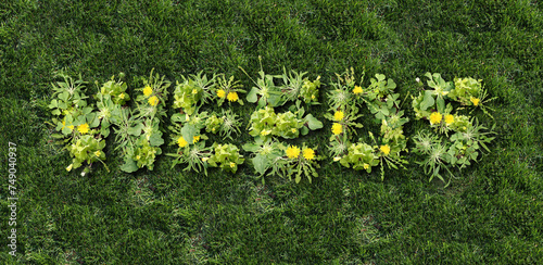 Weeds And Lawn Care or Weed Control and Yard problem as unwanted plants on a green grass field as a symbol of herbicide and pesticide use in the garden or gardening and landscaping concept.