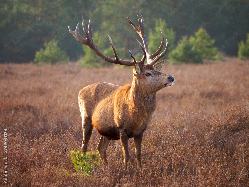 Hirsch in der Schönower heide Hirsch in der Schönower heide