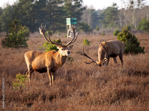 Hirsch in der Sch  nower heide