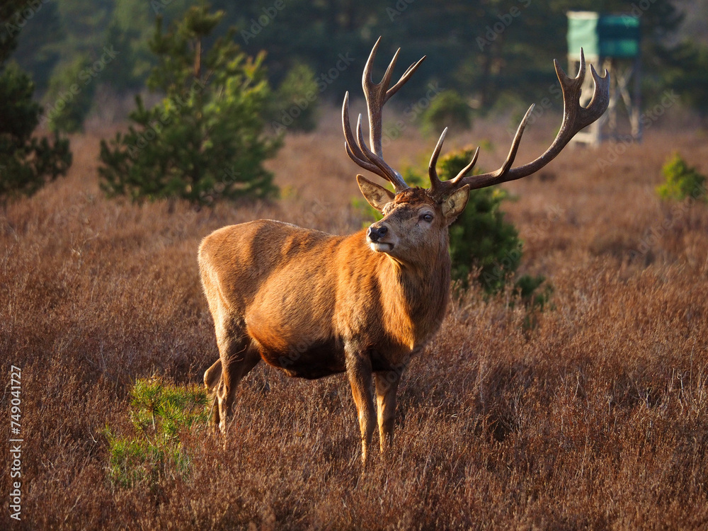 Obraz premium Hirsch in der Schönower heide
