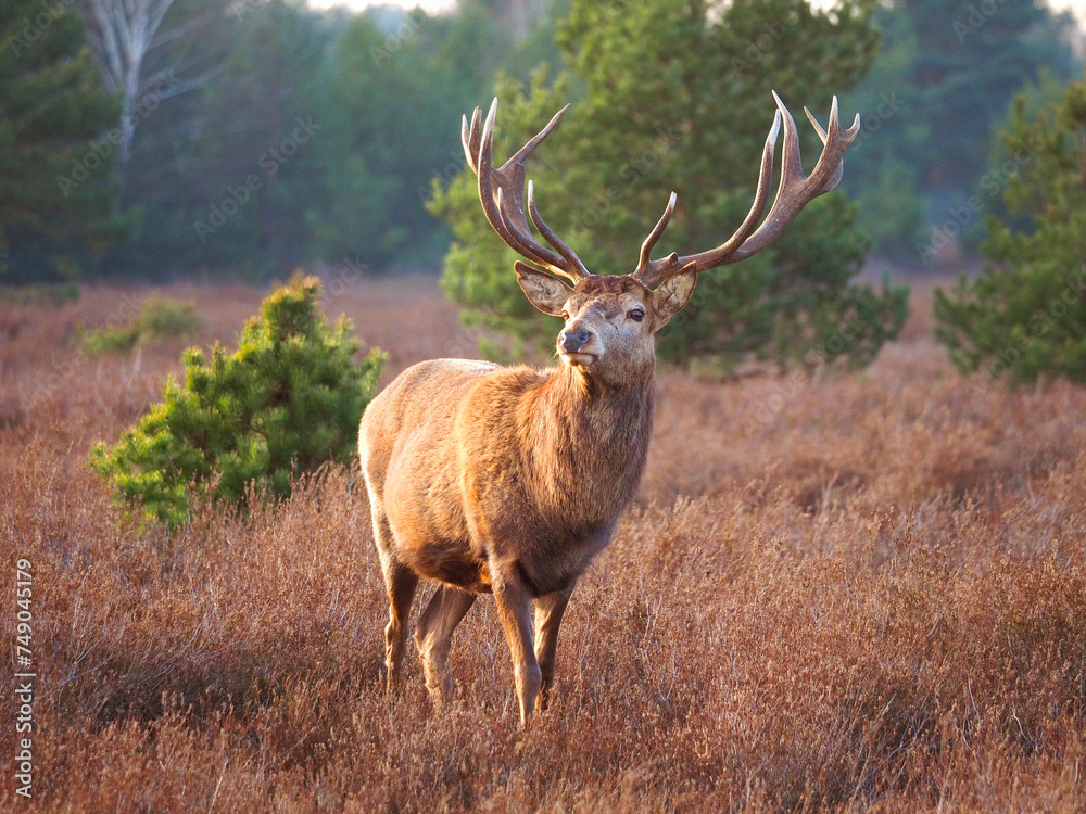 Obraz premium Hirsch in der Schönower Heide