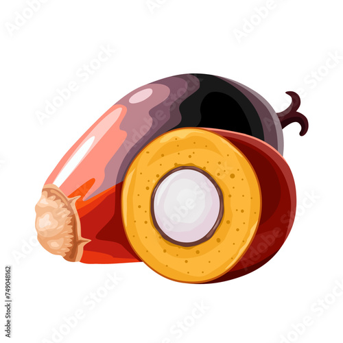 Vector illustration, palm oil seed, isolated on white background.
