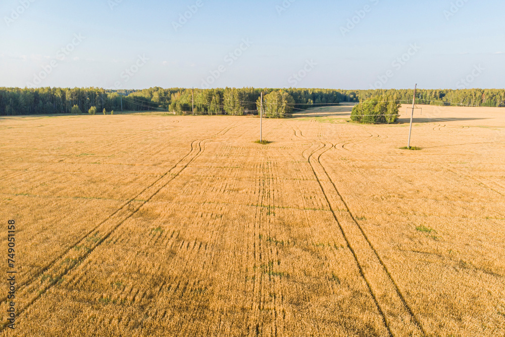 a field of wheat in ukraine photographed from a drone