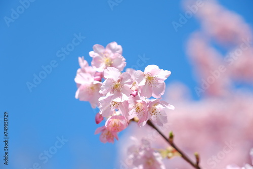 河津桜