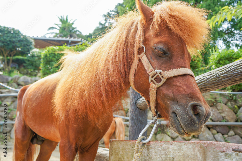 Fototapeta premium 立ちながら寝ている馬