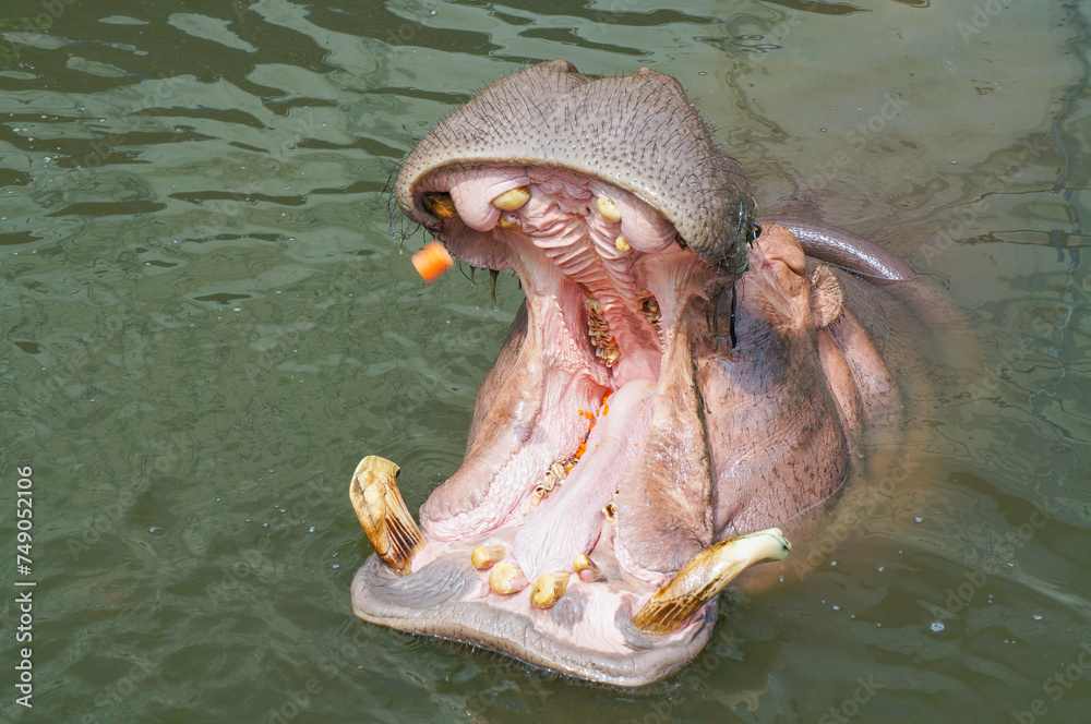 Fototapeta premium 大きな口を開けてエサを待っているカバ