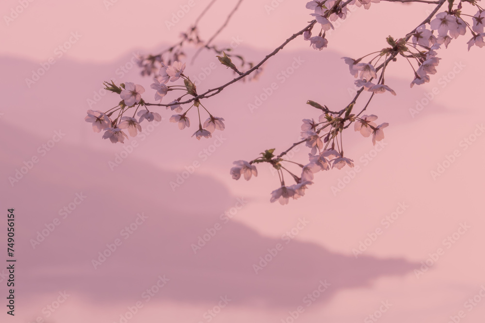 Fototapeta premium さくらいろ