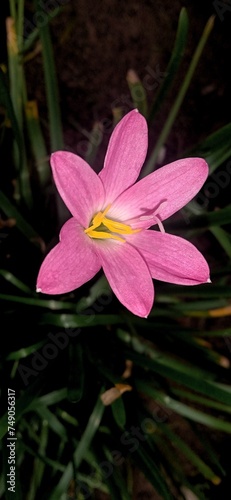 Beautiful Zephyranthes rosea flower