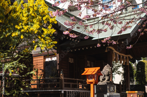 蔵前神社とミモザ photo