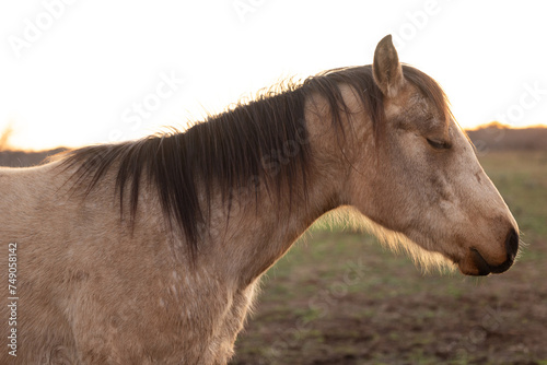 Принти на полотні Black and Tan Buckskin Horse Relaxing with Eyes Closed and Sunshine