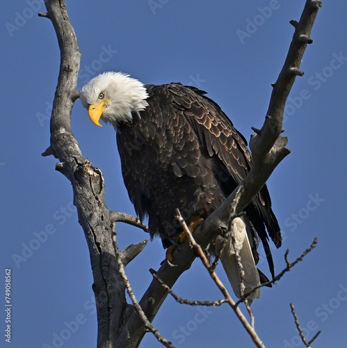 American bald eagle