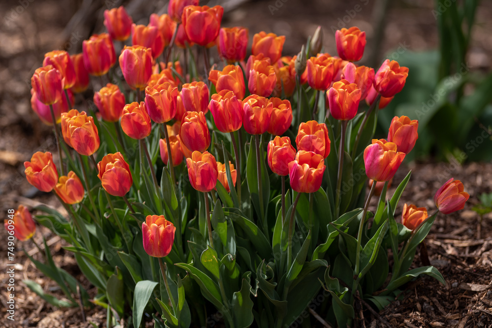 A large garden bed of orange, red, and yellow striped tulips with long vibrant green leaves and stems.  The light is shining through the Spring flowers.  The flower bed is covered in the mulch.