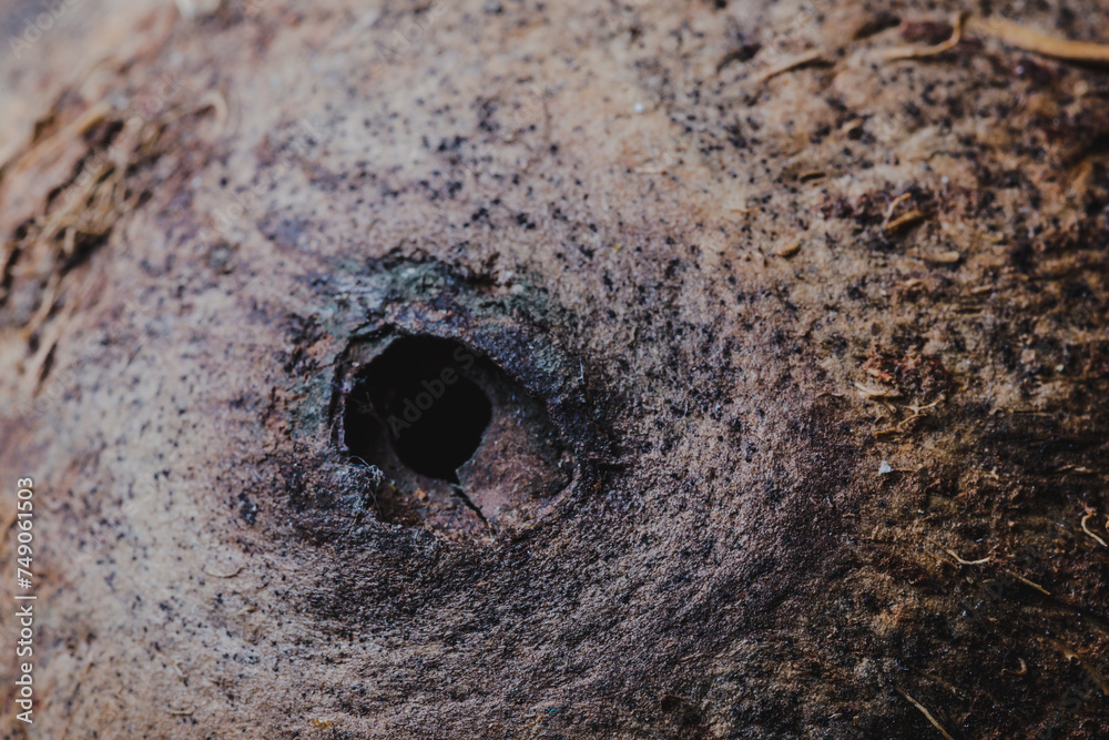 Image of the surface of an old coconut shell Image of the surface of an old coconut shell