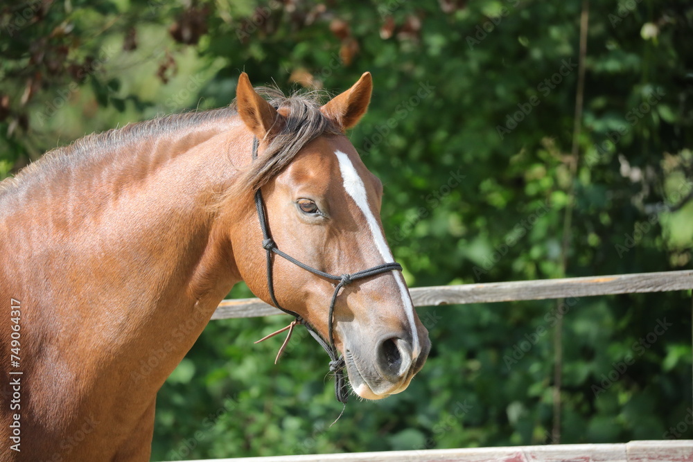 Naklejka premium Braunes Pferd auf Pferdekoppel