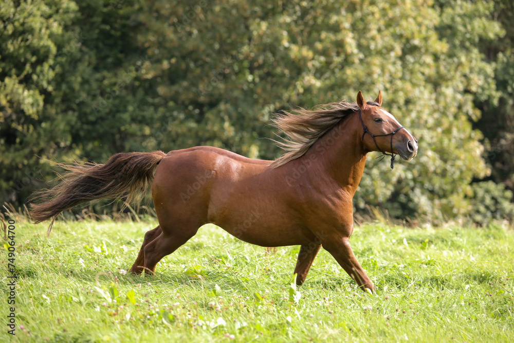 Braunes Pferd galoppiert in der Natur Braunes Pferd galoppiert in der Natur