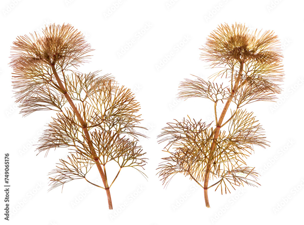 Obraz premium Red algae branch red leaves isolated on white background.