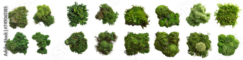 Assorted Tree Clumps Isolated on Transparent Background