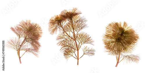 Red algae branch red leaves isolated on white background.