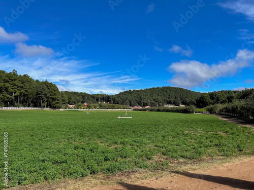 Image of a large agricultural field on a farm, ready for harvest.