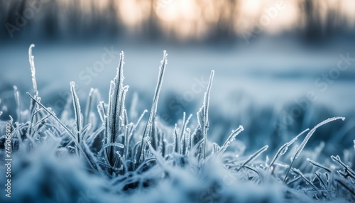  Whispers of Winter - Frozen grass in a serene landscape
