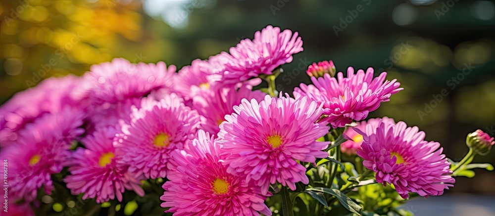Obraz premium A bright pink Aster Amellus flowers arranged neatly in a vase, placed on top of a wooden table. The vibrant pink petals stand out against the blurred green foliage background.