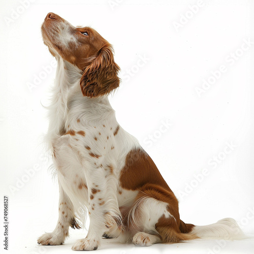 ブリタニー・スパニエルのイメージ - image of Brittany Spaniel - No2-16 Generative AI