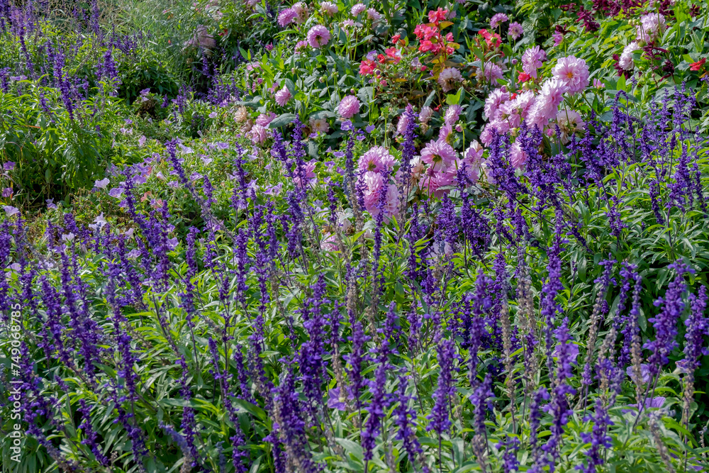 Fototapeta premium Staudenbeet mit Salbei und Dahlien
