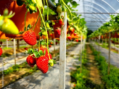 Beautiful strawberries in the garden