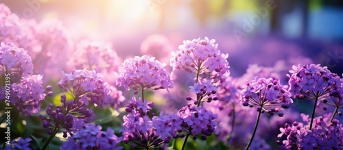 A collection of vibrant lilac wildflowers bloom in a sunlit field during a warm summer day. The flowers sway gently in the breeze, creating a colorful and lively scene. © AkuAku